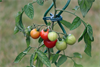 tomatenpflanzen